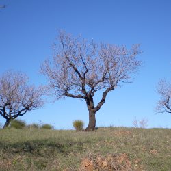 Almond trees in Spring